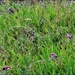 Finch Grass Seed Heaven ~ by happysnaps