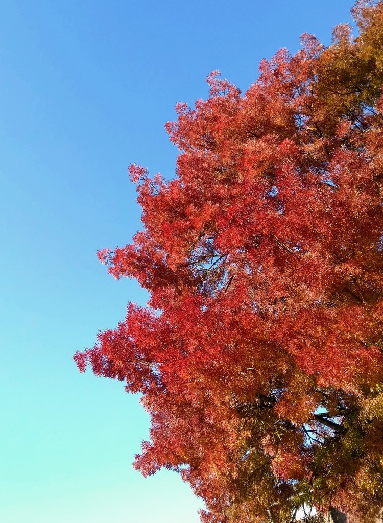 Red Tree. Blue Sky. by 4rky