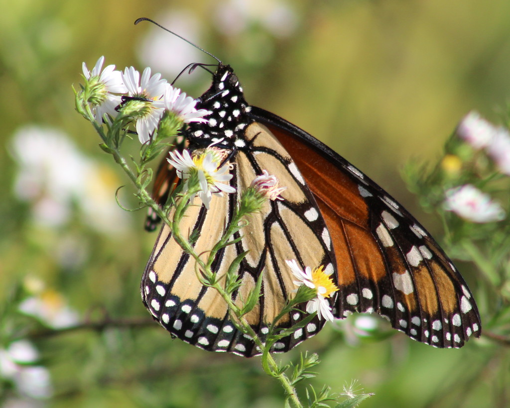 Last Of The Monarchs by cjwhite