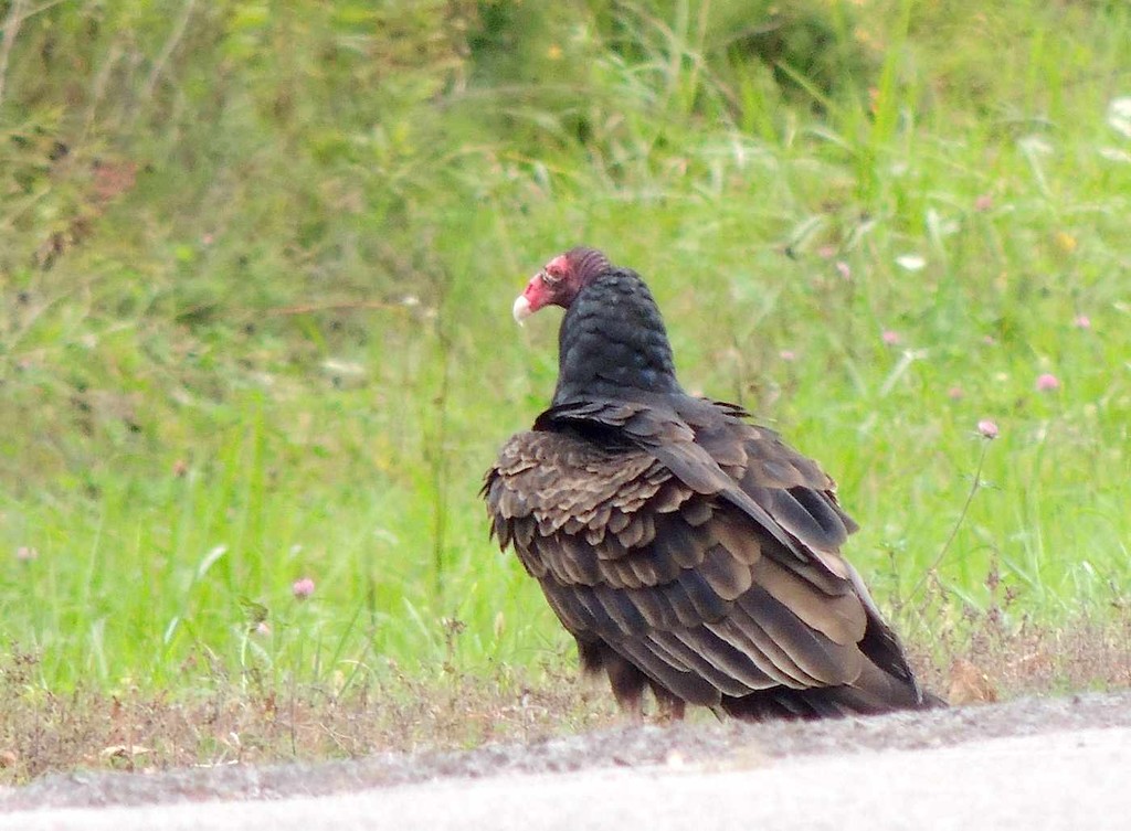 Turkey Vulture by sunnygreenwood