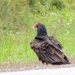 Turkey Vulture by sunnygreenwood