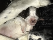 13th Oct 2018 - New arrivals two week old , Mintees first litter she did so well with now a family of 9