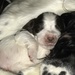 New arrivals two week old , Mintees first litter she did so well with now a family of 9 by Dawn