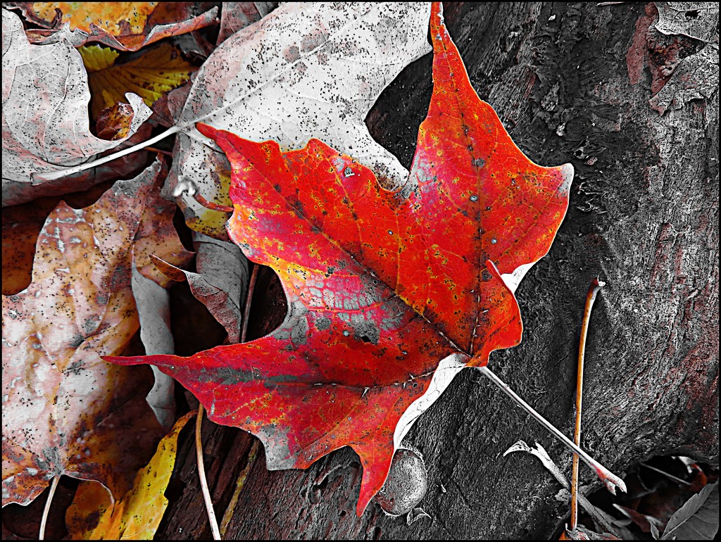 Red Maple Leaf by olivetreeann
