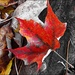 Red Maple Leaf by olivetreeann