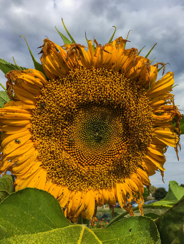 Sunflower in Snohomish by clay88