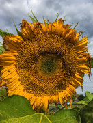10th Oct 2018 - Sunflower in Snohomish