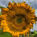 Sunflower in Snohomish by clay88