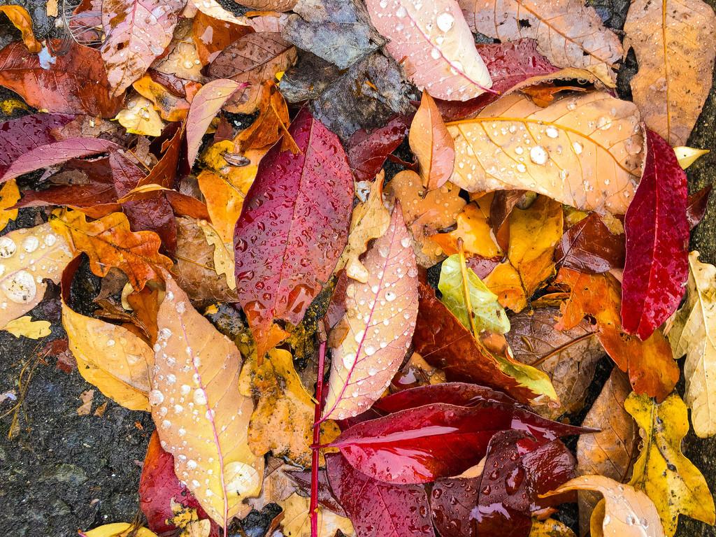 Raindrops on Autumn Leaves by clay88