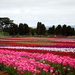 Tulip Farm, Table Cape, Tasmania by kgolab