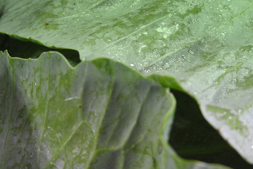 Abstract cabbage by homeschoolmom