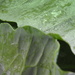 Abstract cabbage by homeschoolmom