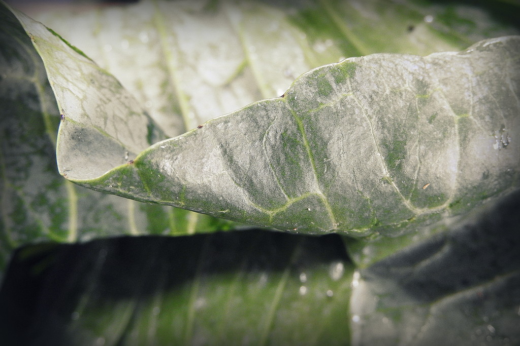Abstract cabbage leaves by homeschoolmom
