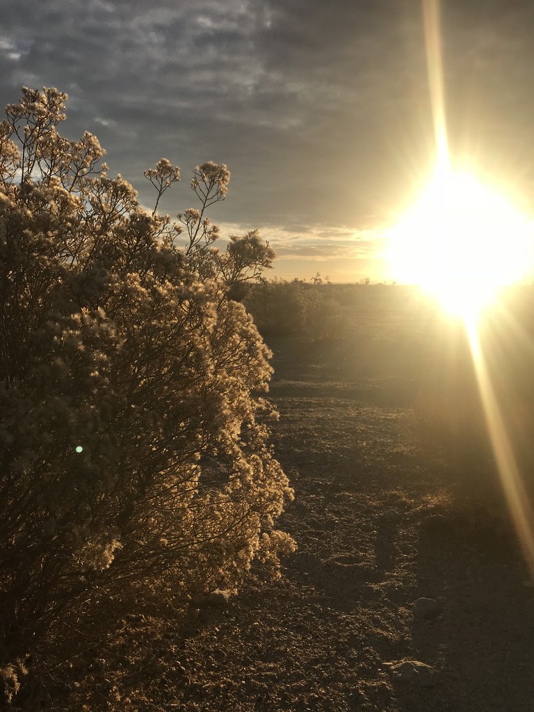 Desert Sunrise  by jnadonza