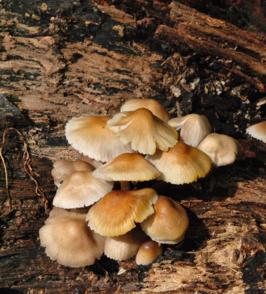 Day 285: Snugglin' Mushrooms by jeanniec57