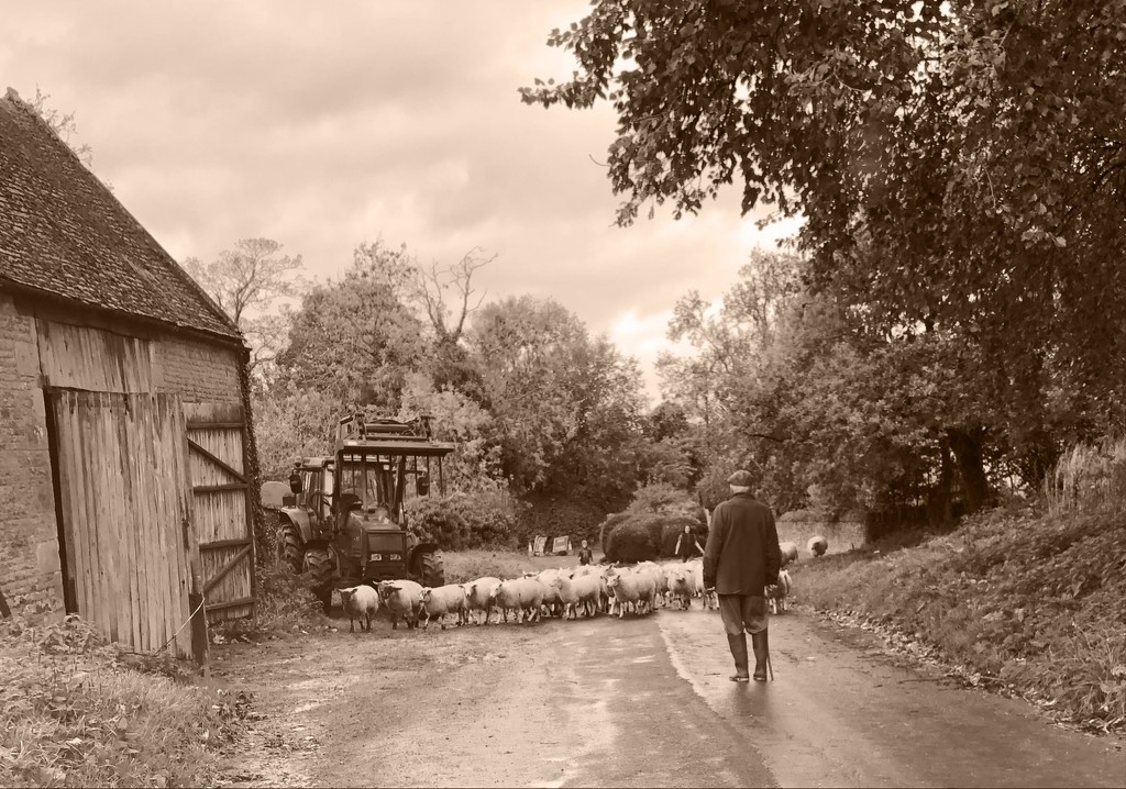 Sheep herding  by 365projectdrewpdavies