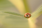 12th Oct 2018 - Asian Lady Beetle!