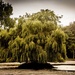 If I was a willow....... by swillinbillyflynn