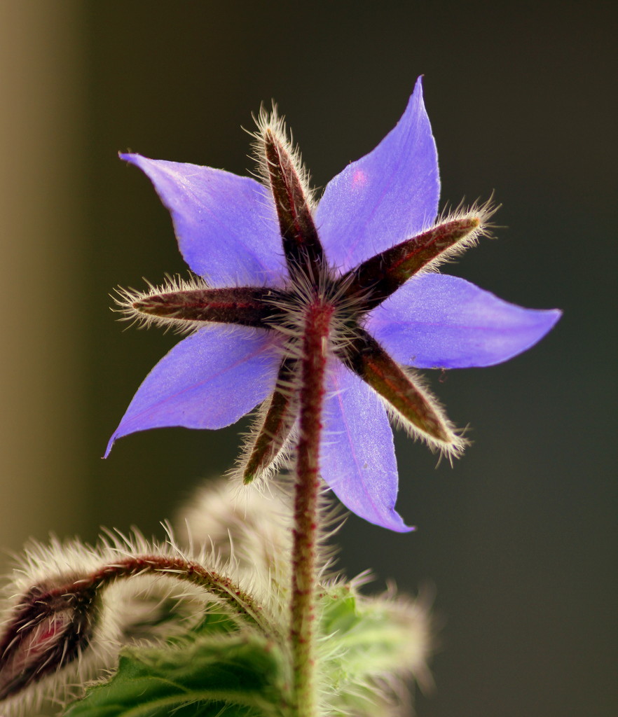 Borage Flower by bagpuss