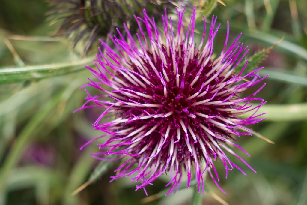 Thistle by laroque
