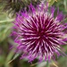 Thistle by laroque