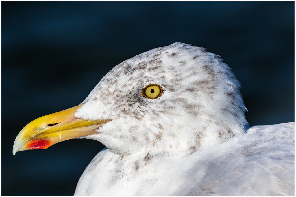 gull up close by jernst1779