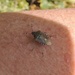 Stag Beetle by oldjosh