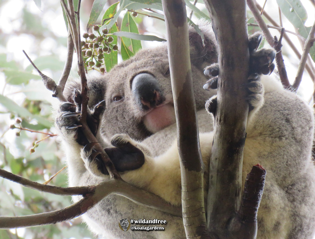 on high by koalagardens