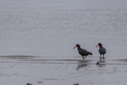 9th Oct 2018 - Oyster Catchers