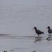 Oyster Catchers by seacreature