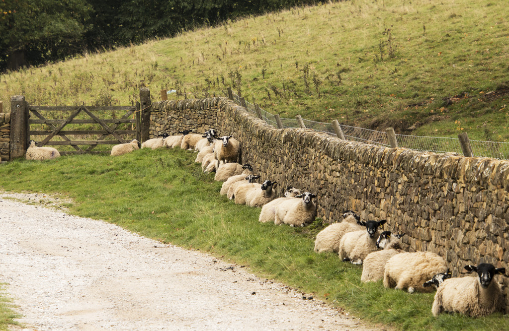 Counting Sheep by shepherdman