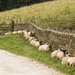 Counting Sheep by shepherdman