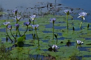 14th Oct 2018 - Blue Water Lily’s ~  