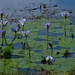 Blue Water Lily’s ~   by happysnaps