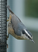 13th Oct 2018 - Red-breasted Nuthatch