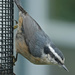 Red-breasted Nuthatch by annepann