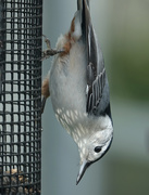 14th Oct 2018 - White-breasted Nuthatch