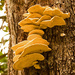 Fungi on the Tree! by rickster549