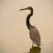 Tri-colored Heron, Taking a Break! by rickster549