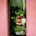 A peep  through the garden wall  Roma Street  Gardens by 777margo