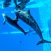 Dolphin Habitat by photogypsy