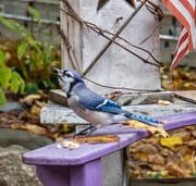 13th Oct 2018 - Blue Jay welcome