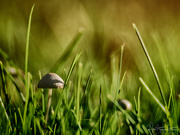 9th Oct 2018 - Mushrooms in the grass