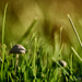 Mushrooms in the grass by atchoo