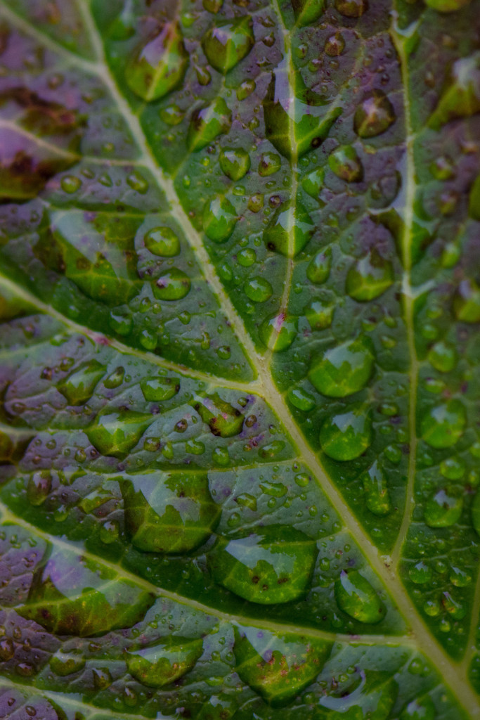 Hydrangea leaf by rumpelstiltskin