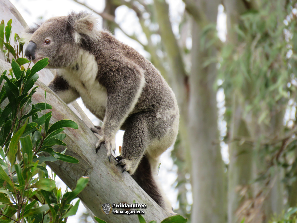 up we go by koalagardens