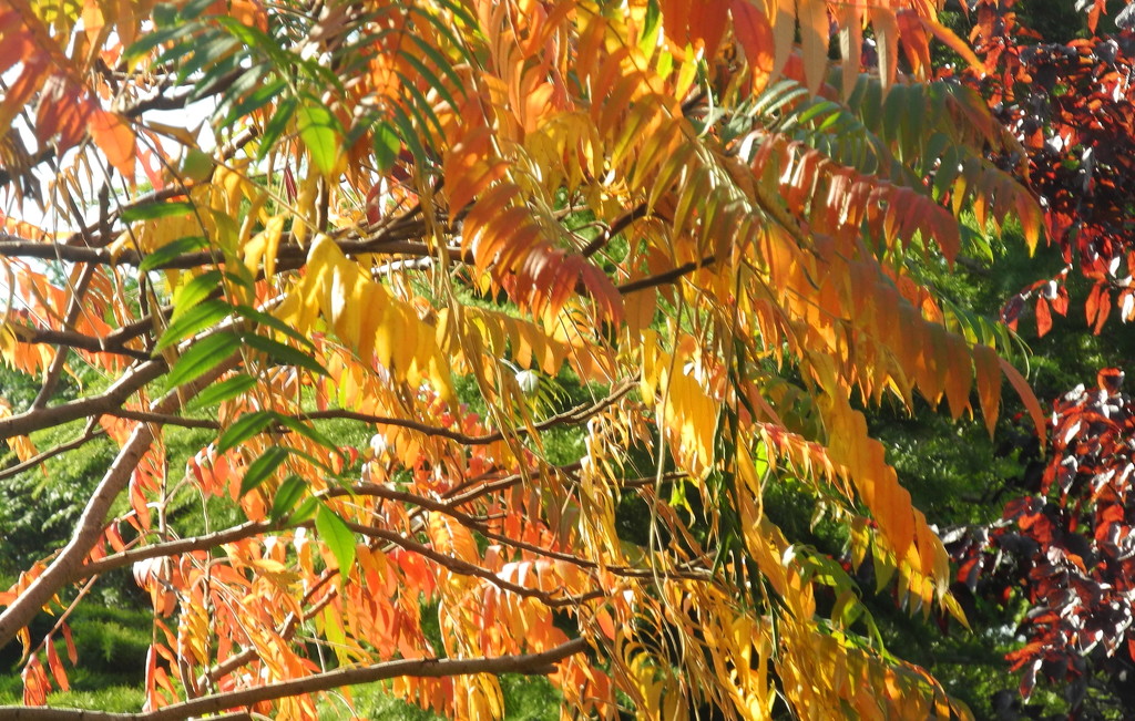 My garden in autumn colors by marijbar