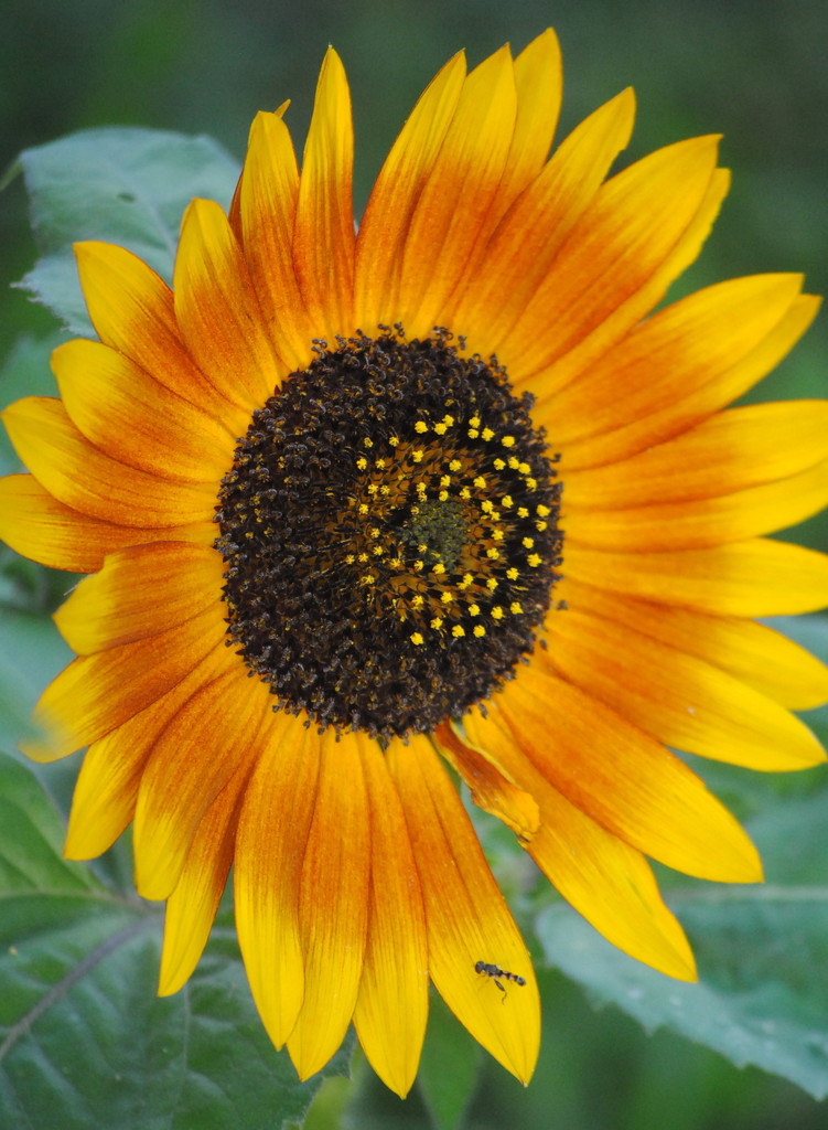 Orange October 2018 - Indian Sunflower by genealogygenie