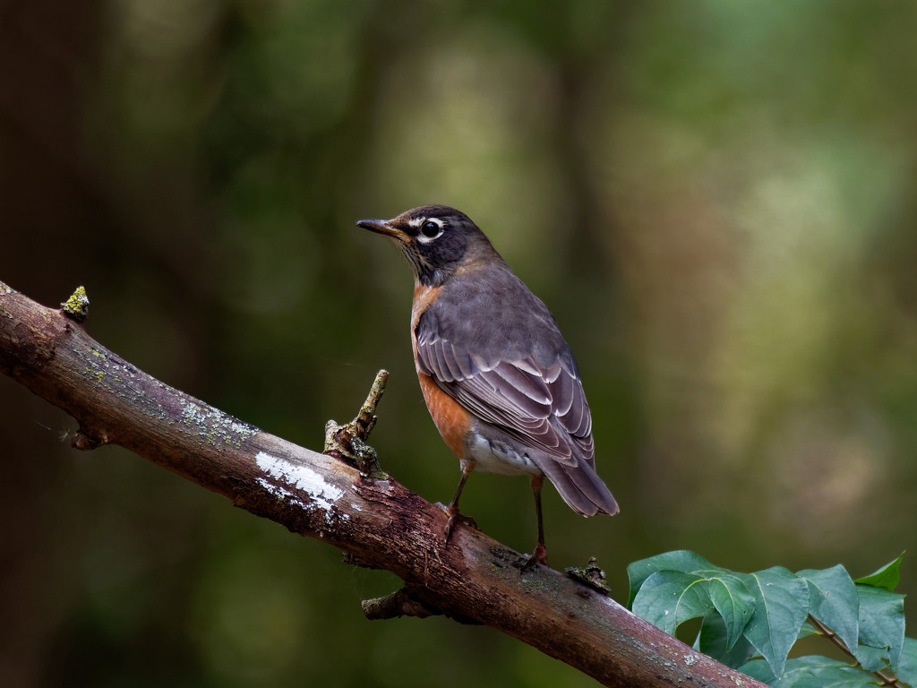 american robin landscape by rminer