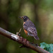 american robin landscape by rminer